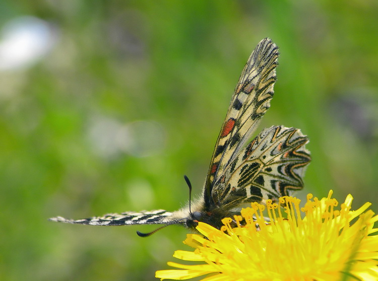 Zerynthia polyxena